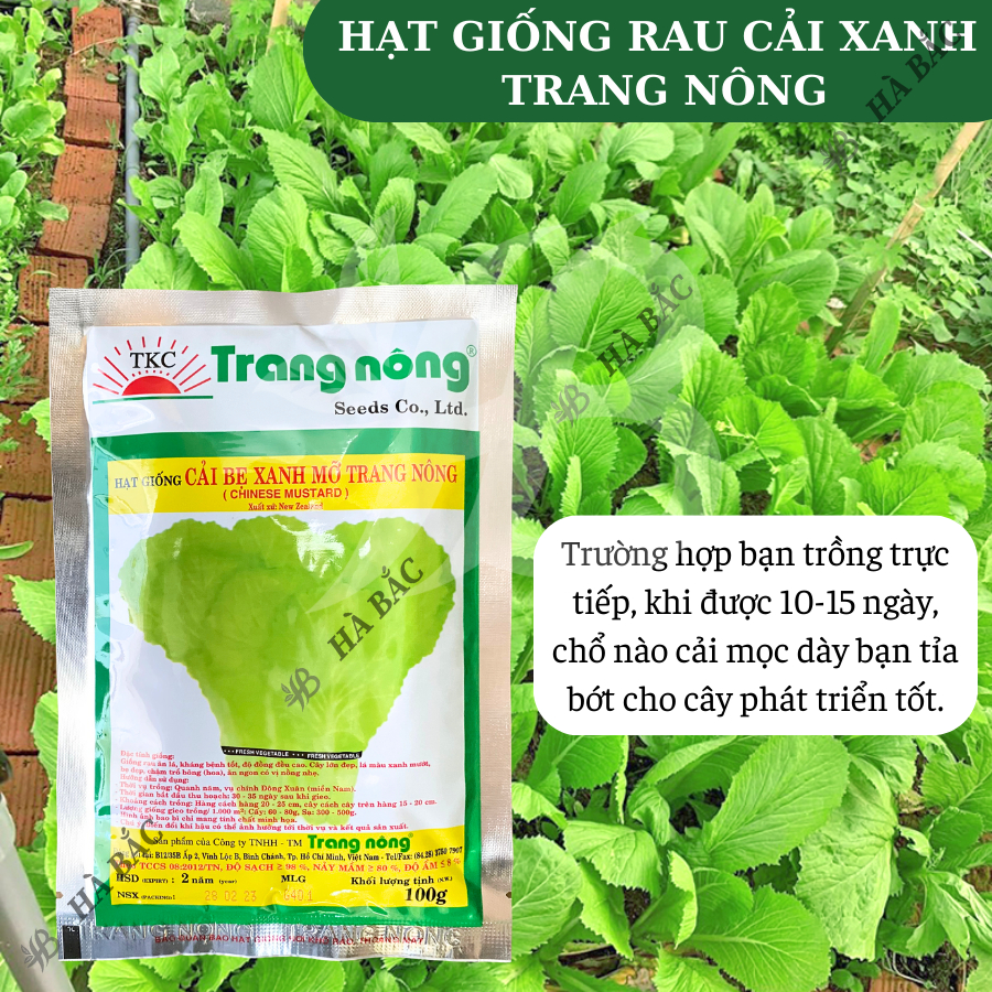 Cải Bẹ Xanh Mỡ Trang Nông (100gr), hạt giống nảy mầm tốt, năng suất cao, trông quanh năm - Hạt giống Hà Bắc