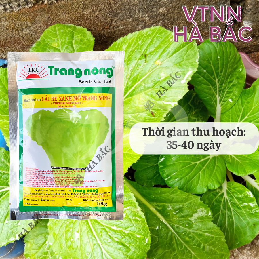 Cải Bẹ Xanh Mỡ Trang Nông (100gr), hạt giống nảy mầm tốt, năng suất cao, trông quanh năm - Hạt giống Hà Bắc