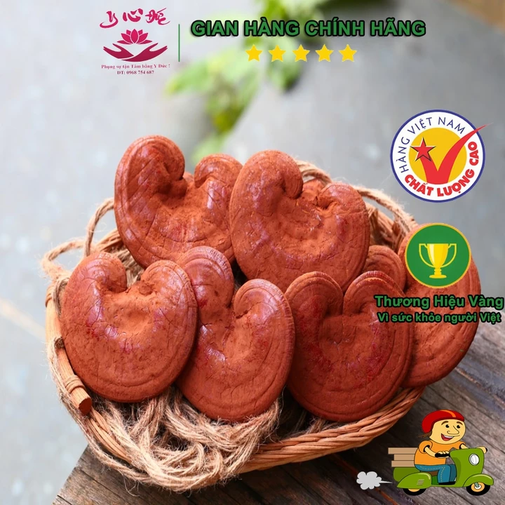 Nấm Linh Chi Đỏ Đà Lạt Y Tâm ĐỨC