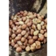 Lạc rang húng lìu, thơm giòn ngon mùi húng lìu đặc sản vùng miền đóng gói 100g, 200g, 500g