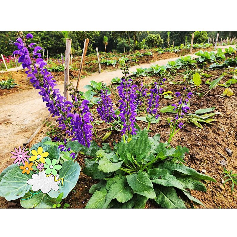 100 Hạt Giống Hoa SalaVi 💥 Cực Xinh🌷 Cây Lâu Năm rất dễ trồng