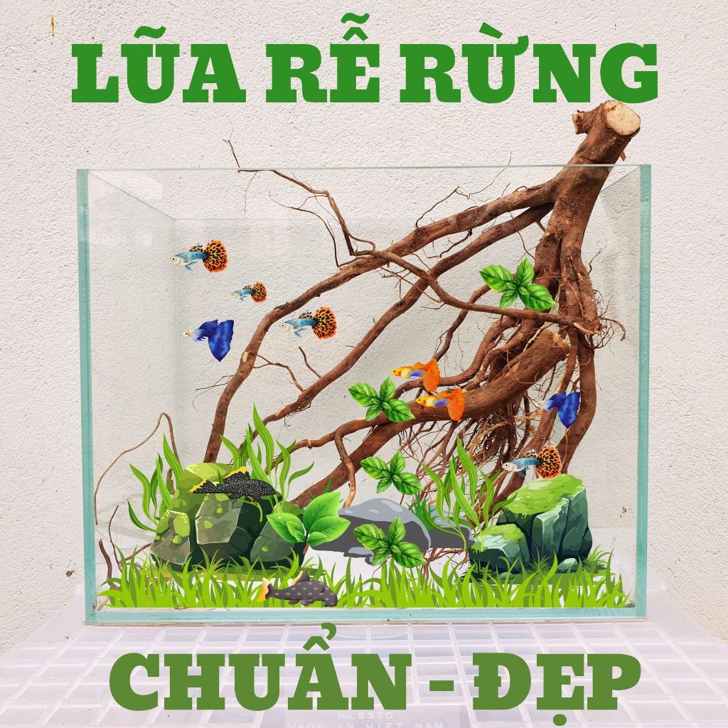 Lũa Rễ Rừng, Lũa Rễ RỪNG Setup Hồ Thuỷ Sinh, Thiết Kế Bố Cục Bán Cạn ...