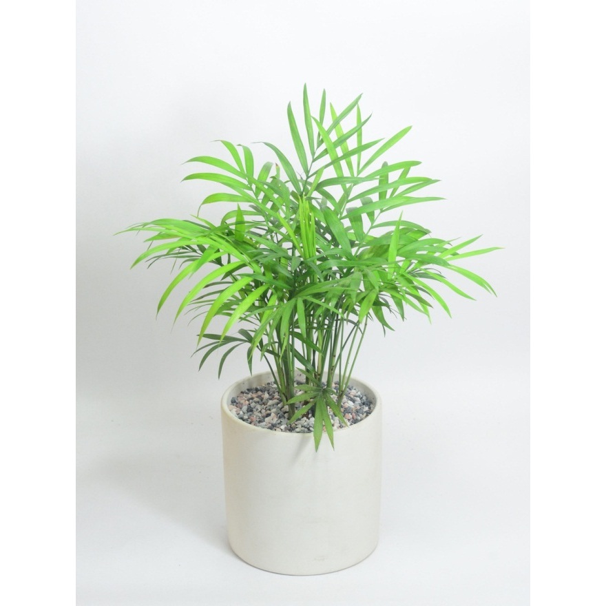 Cây cau tiểu trâm mini ,để bàn phong thủy lọc không khí ,mang lại tài lộc cho gia chủ, tiểu cảnh rất đẹp