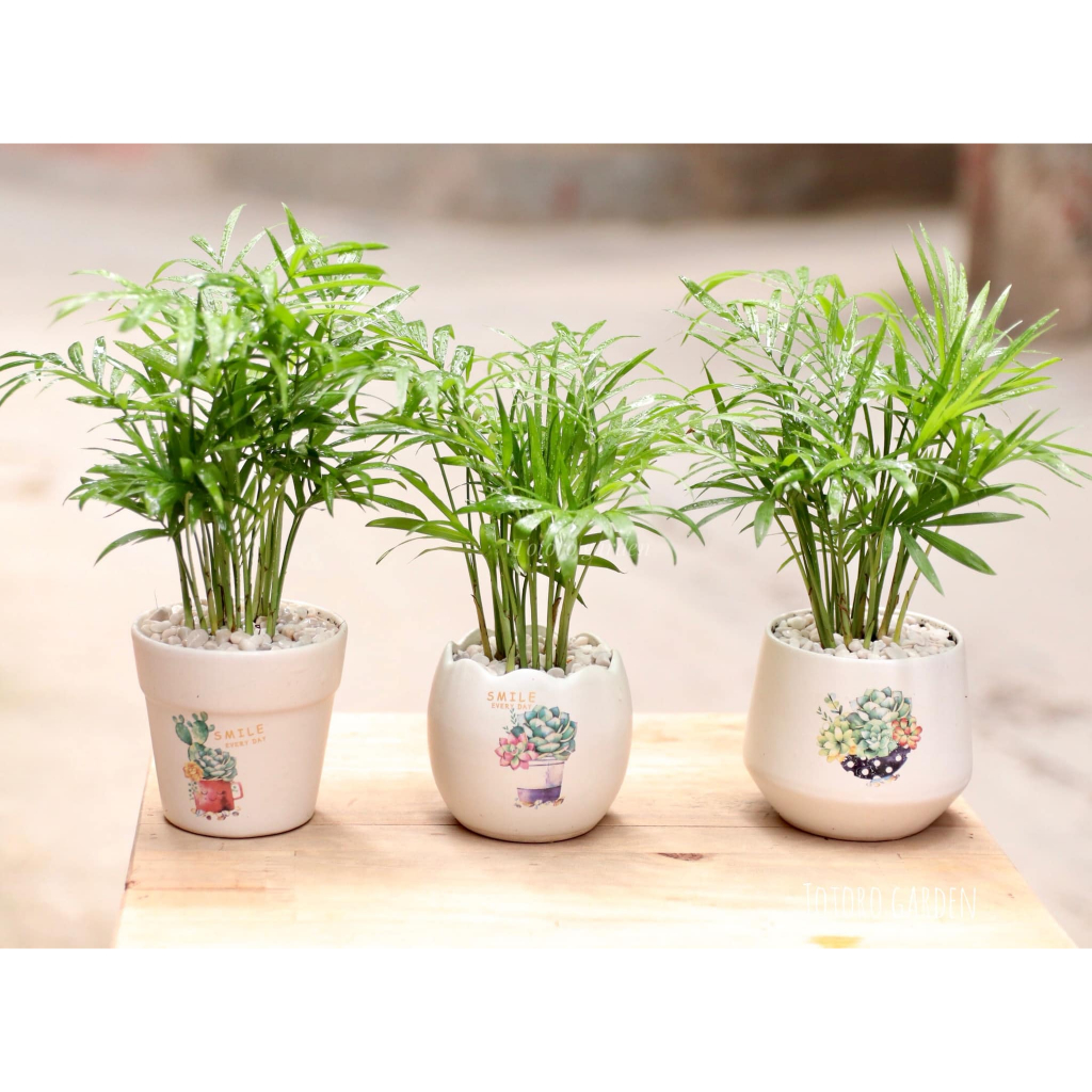 Cây cau tiểu trâm mini ,để bàn phong thủy lọc không khí ,mang lại tài lộc cho gia chủ, tiểu cảnh rất đẹp