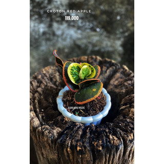 Chậu cứng Croton Red Apple  - trồng được điều kiện nắng gắt, văn phòng, decor đẹp - |Vườn Như Ngọc| - Đã bật hoả tốc