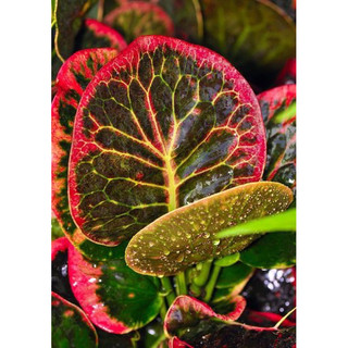 Chậu cứng Croton Red Apple  - trồng được điều kiện nắng gắt, văn phòng, decor đẹp - |Vườn Như Ngọc| - Đã bật hoả tốc