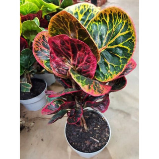 Chậu cứng Croton Red Apple  - trồng được điều kiện nắng gắt, văn phòng, decor đẹp - |Vườn Như Ngọc| - Đã bật hoả tốc