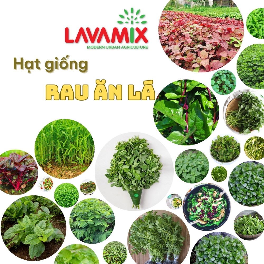 Hạt giống Rau Ăn LÁ hiệu Rạng Đông chịu nhiệt tốt, trồng quanh năm ...