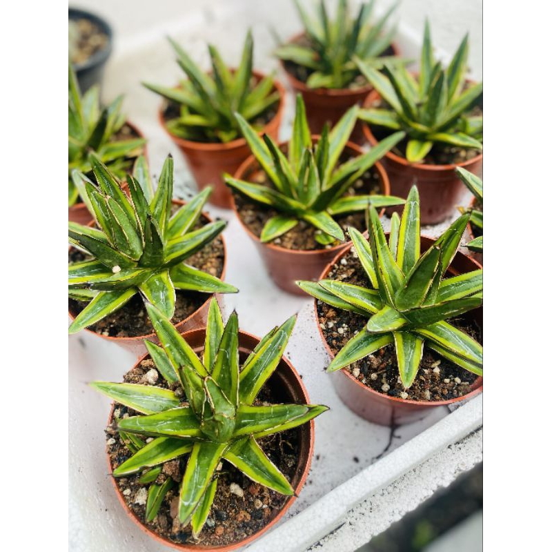 Xương rồng AGAVE VAR vàng xanh size cây 11CM | Shopee Việt Nam