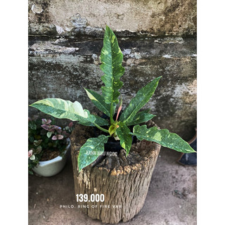 Chậu mềm Ring of Fire var (Cung Đàn var) decor đẹp - |Vườn Như Ngọc| - Đã bật hoả tốc