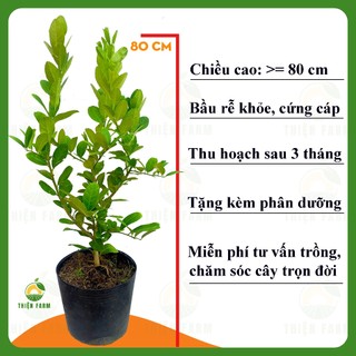Cây Chanh Vàng Mỹ THIỆN FARM 80cm, quả ngon thơm nồng, dùng ăn quả, salad, pha chế trà chanh, lipton