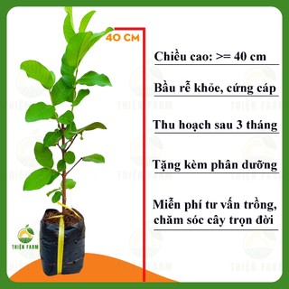Cây Ổi Lê THIỆN FARM 40cm quả to giòn ngọt đậm, ít hạt, trồng chậu, thùng xốp, sân thượng, ban công