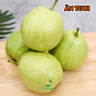 Cây Ổi Lê THIỆN FARM 40cm quả to giòn ngọt đậm, ít hạt, trồng chậu, thùng xốp, sân thượng, ban công