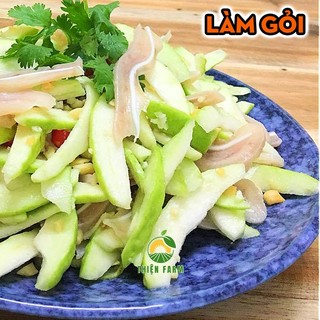 Cây Ổi Lê THIỆN FARM 40cm quả to giòn ngọt đậm, ít hạt, trồng chậu, thùng xốp, sân thượng, ban công