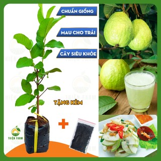 Cây Ổi Lê THIỆN FARM 40cm quả to giòn ngọt đậm, ít hạt, trồng chậu, thùng xốp, sân thượng, ban công