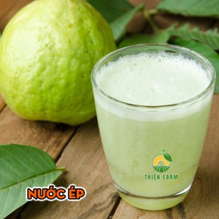 Cây Ổi Lê THIỆN FARM 40cm quả to giòn ngọt đậm, ít hạt, trồng chậu, thùng xốp, sân thượng, ban công