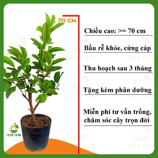Cây Ổi Nữ Hoàng THIỆN FARM 70cm, quả giòn ngọt đậm ít hạt, trồng sân thượng, ban công