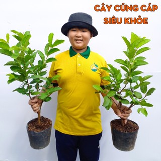 Cây Ổi Nữ Hoàng THIỆN FARM 70cm, quả giòn ngọt đậm ít hạt, trồng sân thượng, ban công