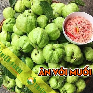 Cây Ổi Nữ Hoàng THIỆN FARM 70cm, quả giòn ngọt đậm ít hạt, trồng sân thượng, ban công