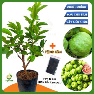 Cây Ổi Nữ Hoàng THIỆN FARM 70cm, quả giòn ngọt đậm ít hạt, trồng sân thượng, ban công