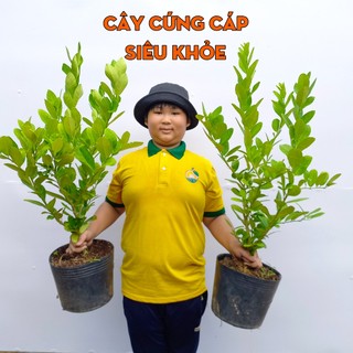 Cây Chanh Vàng Mỹ THIỆN FARM 80cm, quả ngon thơm nồng, dùng ăn quả, salad, pha chế trà chanh, lipton