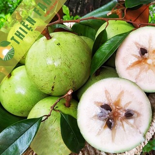 Cây Vú Sữa Lò Rèn Cỡ Lớn THIỆN FARM quả ngọt đậm, dày thịt ít hạt, dùng làm cây ăn quả, che mát