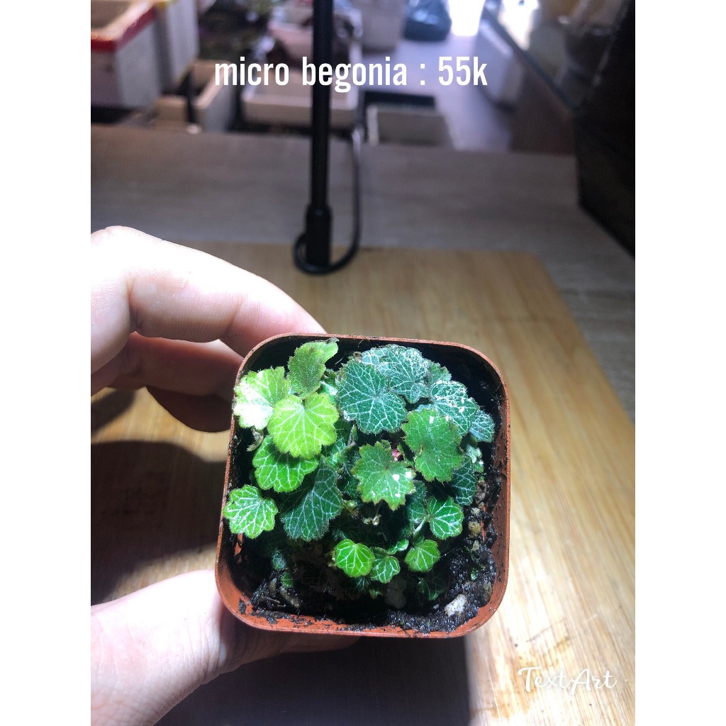 Cây Microbegonia , Thu hải đường mini chơi terrarium , bán cạn