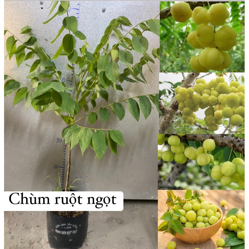 Cây giống Chùm ruột NGỌT tứ quý trái to, cho trái quanh năm (cao từ 40 ...