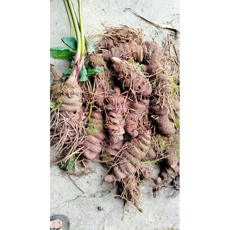 Thất Diệp Nhất Chi Hoa - Sâm 7 lá 1 hoa - Củ Rắn Cắn 500gr- 1kg