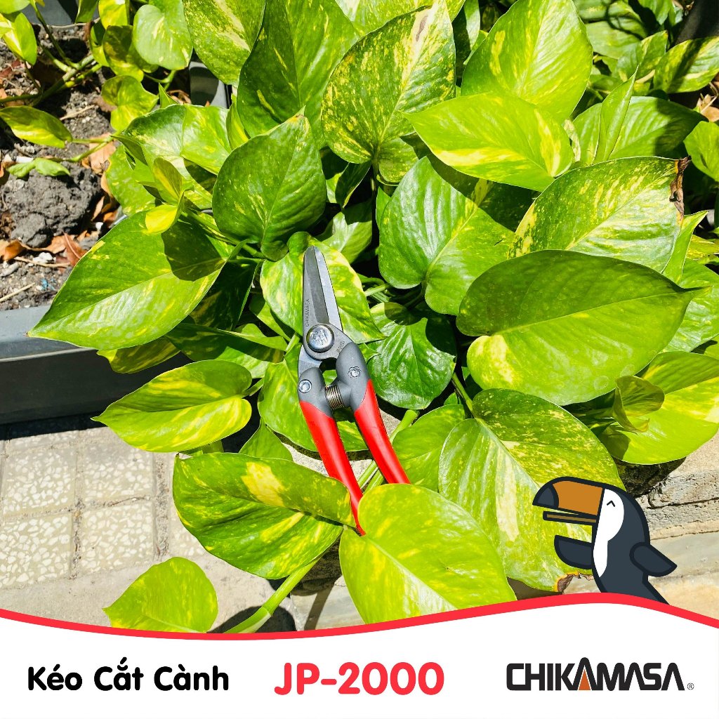 Kéo cắt cành cao cấp Nhật bản Chikamasa JP-2000, chiều dài lưỡi 45mm, lưỡi thép carbon chất lượng cao siêu bén