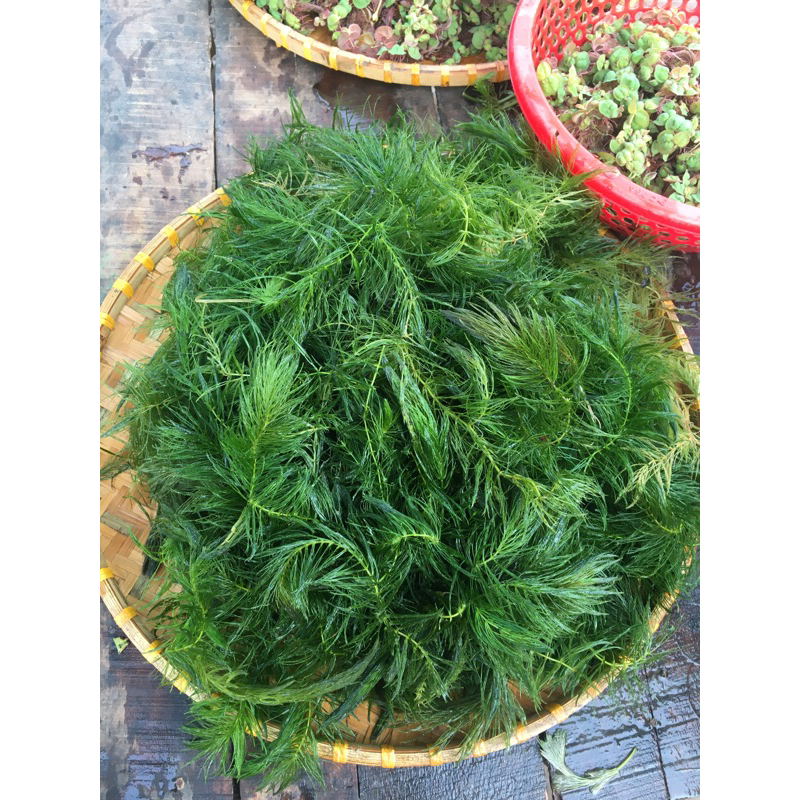 Rong đuôi chồn(1 nhánh) | Shopee Việt Nam