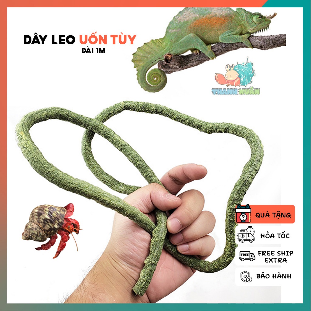 Dây leo trang chí chuồng nuôi cho ốc mượn hồn và bò sát nhỏ dài 1M ...
