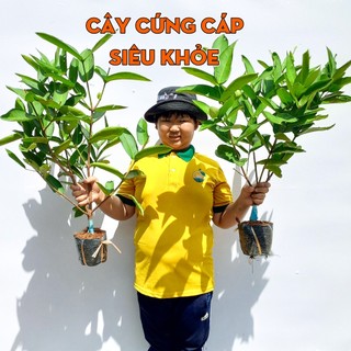 Cây Mận Xanh Đường Sóc Trăng THIỆN FARM 70cm, quả giòn ngọt đậm ít hạt, trồng chậu, thùng xốp