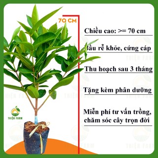 Cây Mận Xanh Đường Sóc Trăng THIỆN FARM 70cm, quả giòn ngọt đậm ít hạt, trồng chậu, thùng xốp