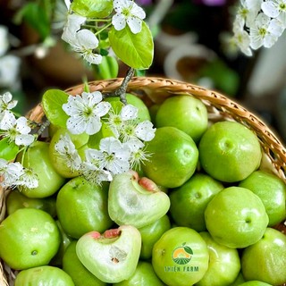 Cây Mận Xanh Đường Sóc Trăng THIỆN FARM 70cm, quả giòn ngọt đậm ít hạt, trồng chậu, thùng xốp
