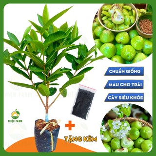 Cây Mận Xanh Đường Sóc Trăng THIỆN FARM 70cm, quả giòn ngọt đậm ít hạt, trồng chậu, thùng xốp