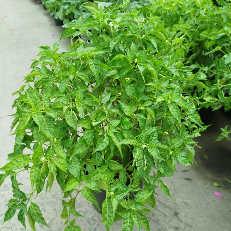 Vườn Cây Cảnh Tâm An, Cửa hàng trực tuyến | Shopee Việt Nam