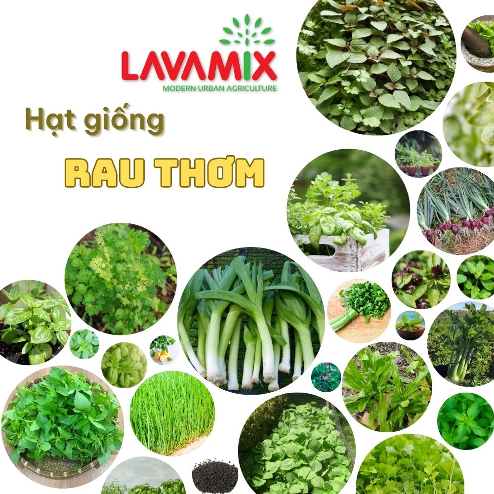 Hạt giống Rau thơm hiệu Rạng Đông chịu nhiệt tốt, trồng quanh năm | Đất ...