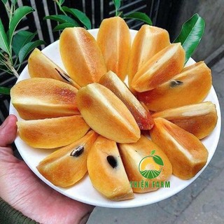 Cây Sapoche Cần Thơ Sẵn Trái THIỆN FARM, Cây Lồng Mứt, quả ngọt đậm, trồng ban công, sân thượng