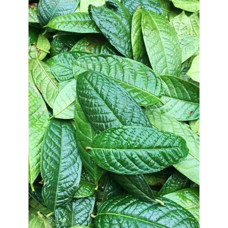 lá chè (trà) hoa vàng Ba Chẽ tươi 1kg- ức chế ung thư | Shopee Việt Nam