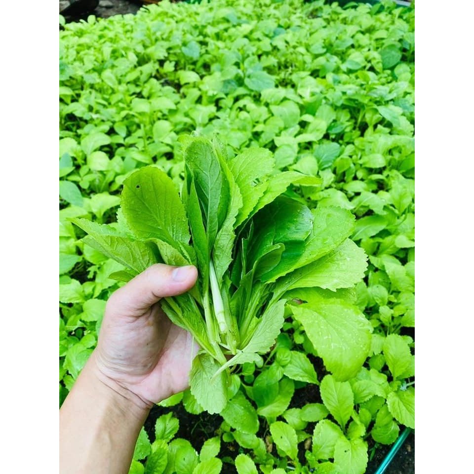Rau cải mơ Hà Hồi | Shopee Việt Nam