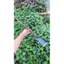 Thuổng chất liệu thép tốt phi 18chắc chắn đào đất, đánh tỉa cây dài 63-65cm nặng 1,2kg