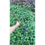 Thuổng chất liệu thép tốt phi 18chắc chắn đào đất, đánh tỉa cây dài 63-65cm nặng 1,2kg