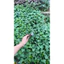 Thuổng chất liệu thép tốt phi 18chắc chắn đào đất, đánh tỉa cây dài 63-65cm nặng 1,2kg