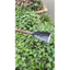 Thuổng chất liệu thép tốt phi 18chắc chắn đào đất, đánh tỉa cây dài 63-65cm nặng 1,2kg