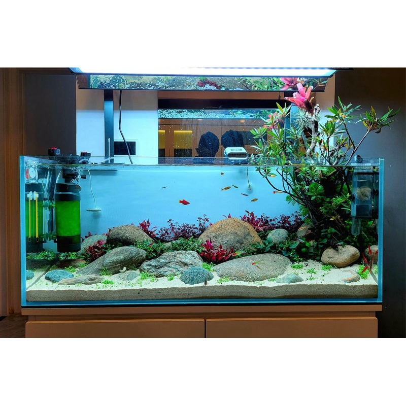 cây mị nương ru rì trồng bán cạn thủy sinh biotop | Shopee Việt Nam