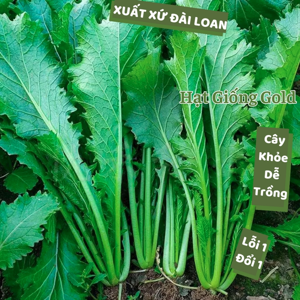 Hạt giống cải mèo Đài Loan rau thơm ngọt giàu dinh dưỡng rau cải chịu ...