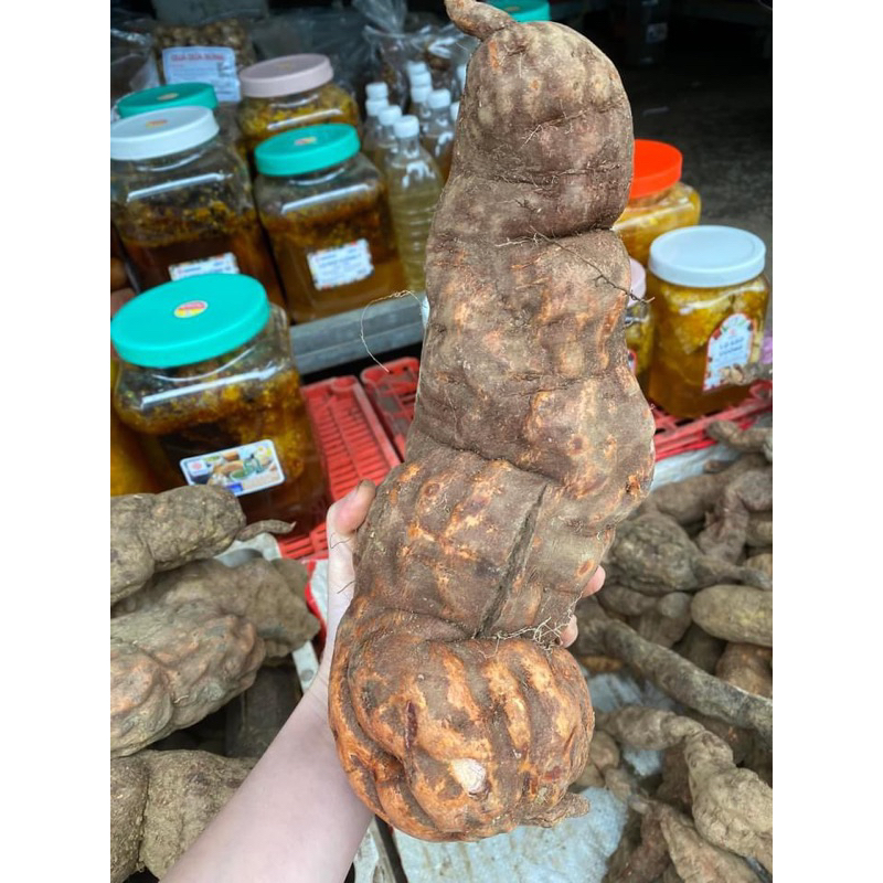 Hà thủ ô đỏ tươi nguyên củ 1kg – Củ to đẹp – Hàng rừng