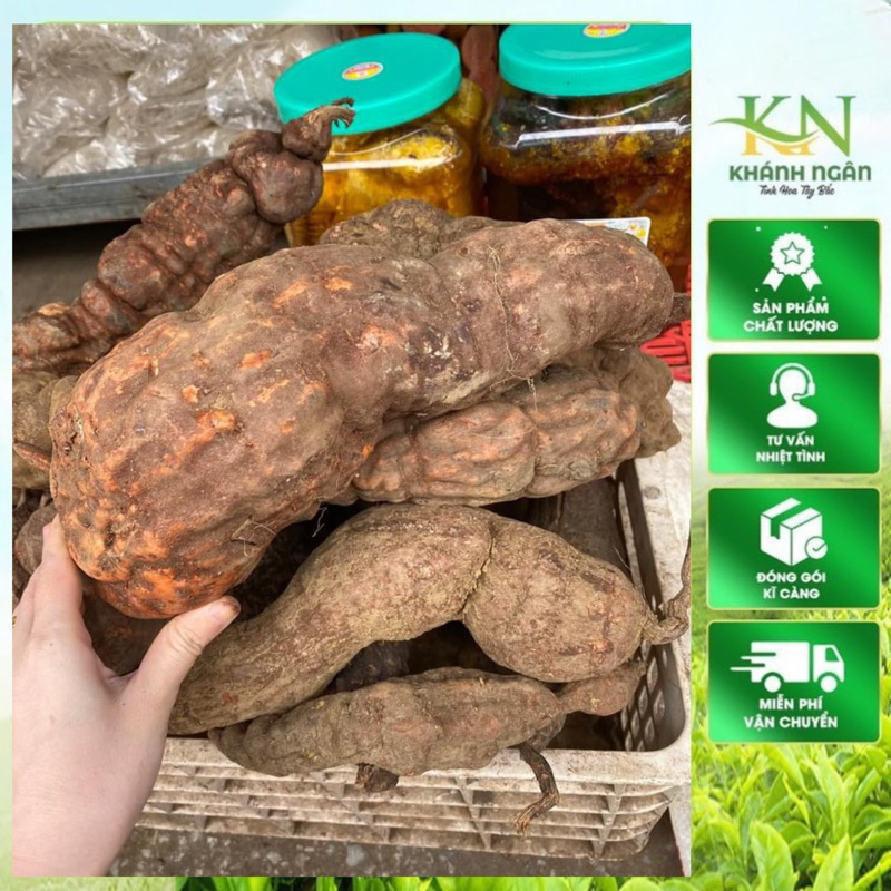 Hà thủ ô đỏ tươi nguyên củ 1kg – Củ to đẹp – Hàng rừng