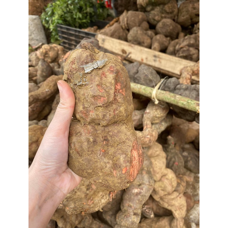 Hà thủ ô đỏ tươi nguyên củ 1kg – Củ to đẹp – Hàng rừng